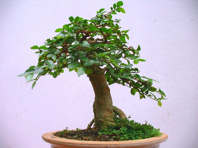 Cách vận chuyển cây cảnh đi xa 1